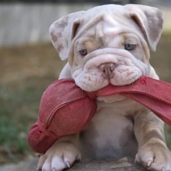 chiot New English Bulldog Lilac Merle Tan Howidee ROCK MY BULLS