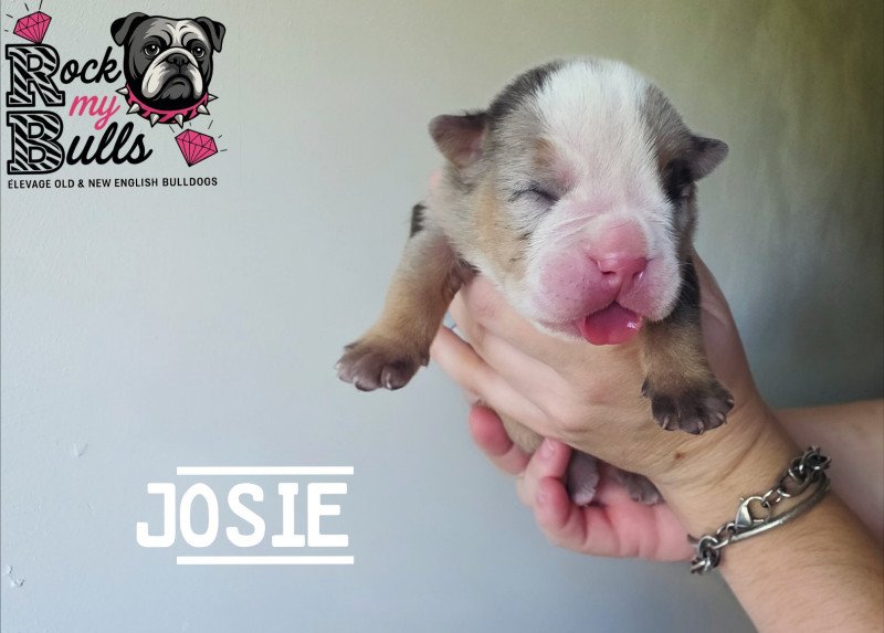 ROCK MY BULLS Josie Femelle New English Bulldog ROCK MY BULLS Josie Femelle New English Bulldog