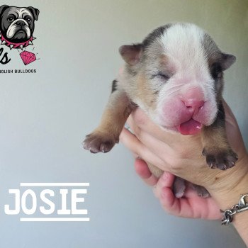 chiot New English Bulldog Noir merle tricolore Josie ROCK MY BULLS chiot New English Bulldog Noir merle tricolore Josie ROCK MY BULLS