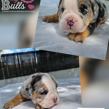 chiot New English Bulldog Noir merle tricolore Josie ROCK MY BULLS chiot New English Bulldog Noir merle tricolore Josie ROCK MY BULLS