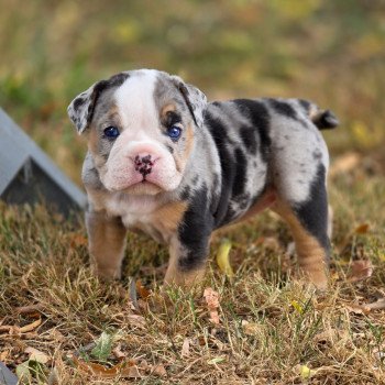 chiot New English Bulldog Noir merle tricolore Josie ROCK MY BULLS chiot New English Bulldog Noir merle tricolore Josie ROCK MY BULLS