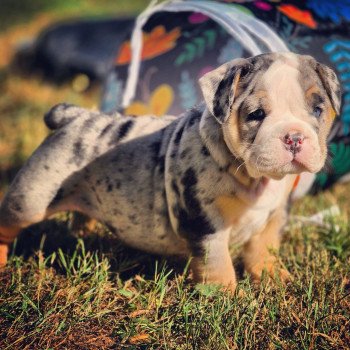 chiot New English Bulldog Noir merle tricolore Josie ROCK MY BULLS chiot New English Bulldog Noir merle tricolore Josie ROCK MY BULLS