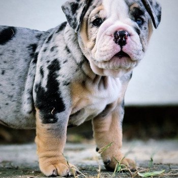 chiot New English Bulldog Noir merle tricolore Josie ROCK MY BULLS chiot New English Bulldog Noir merle tricolore Josie ROCK MY BULLS