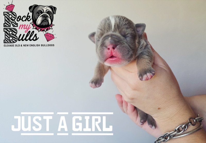 ROCK MY BULLS Just a Girl Femelle New English Bulldog ROCK MY BULLS Just a Girl Femelle New English Bulldog