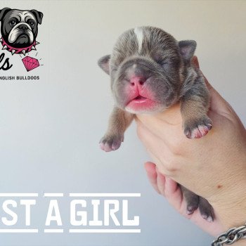 chiot New English Bulldog Bleu tricolore Just a Girl ROCK MY BULLS chiot New English Bulldog Bleu tricolore Just a Girl ROCK MY BULLS