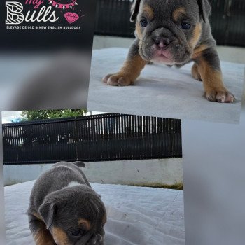 chiot New English Bulldog Bleu tricolore Just a Girl ROCK MY BULLS chiot New English Bulldog Bleu tricolore Just a Girl ROCK MY BULLS