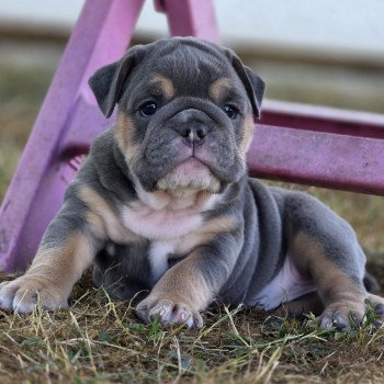 chiot New English Bulldog Bleu tricolore Just a Girl ROCK MY BULLS chiot New English Bulldog Bleu tricolore Just a Girl ROCK MY BULLS