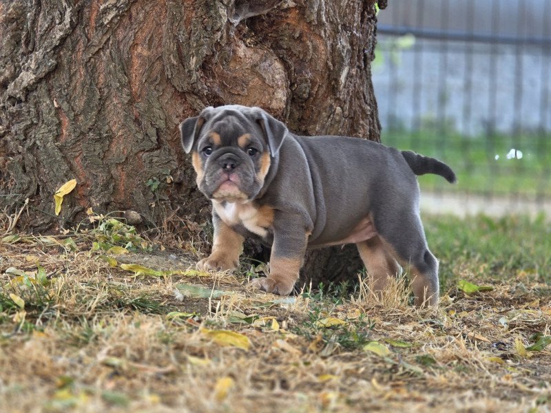 ROCK MY BULLS Just a Girl Femelle New English Bulldog ROCK MY BULLS Just a Girl Femelle New English Bulldog