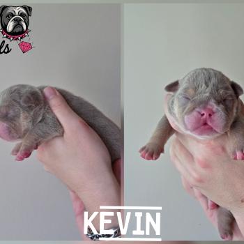 chiot New English Bulldog Lilac Tan Kevin ROCK MY BULLS