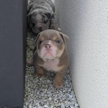 chiot New English Bulldog Lilac Tan Kevin ROCK MY BULLS