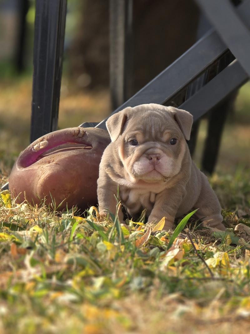ROCK MY BULLS Kevin Mâle New English Bulldog