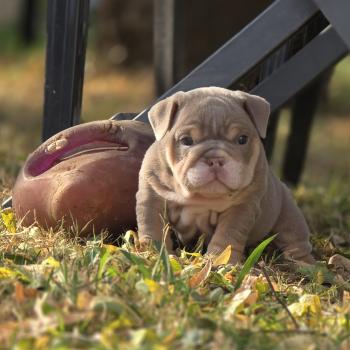 chiot New English Bulldog Lilac Tan Kevin ROCK MY BULLS