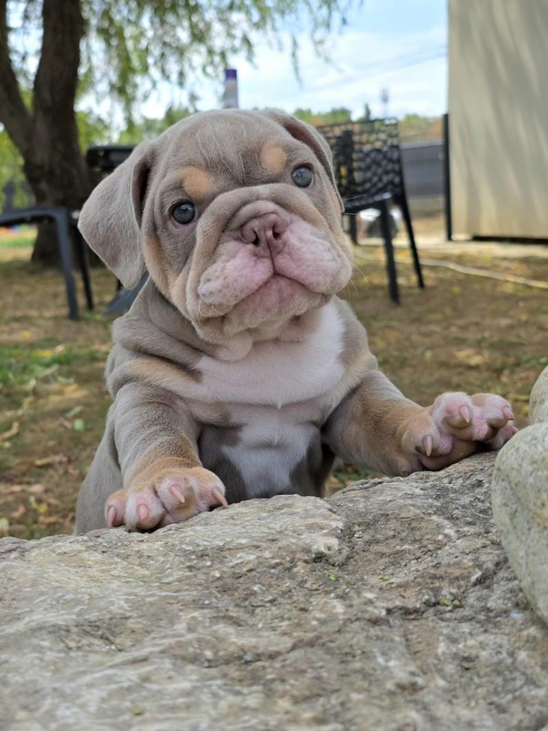 ROCK MY BULLS Kevin Mâle New English Bulldog