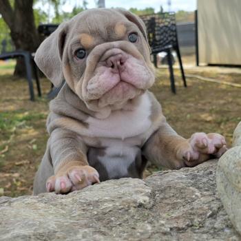 chiot New English Bulldog Lilac Tan Kevin ROCK MY BULLS