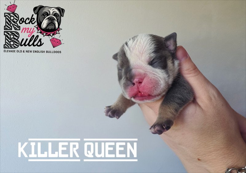 ROCK MY BULLS Killer Queen Femelle New English Bulldog ROCK MY BULLS Killer Queen Femelle New English Bulldog