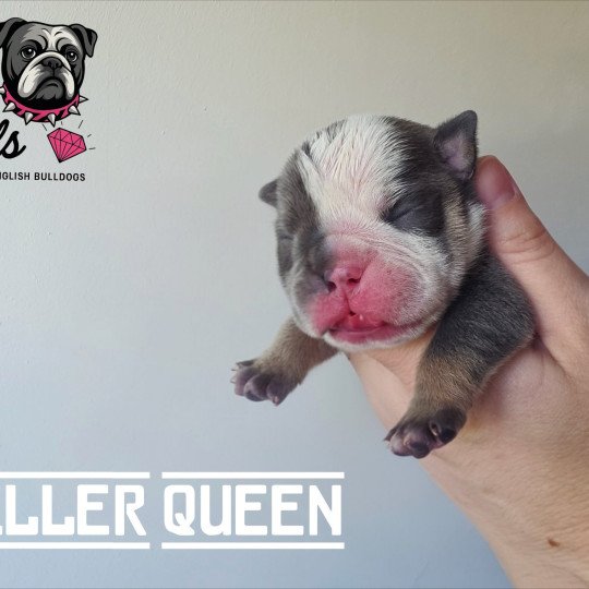 ROCK MY BULLS Killer Queen Femelle New English Bulldog