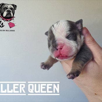 chiot New English Bulldog Bleu tricolore Killer Queen ROCK MY BULLS chiot New English Bulldog Bleu tricolore Killer Queen ROCK MY BULLS