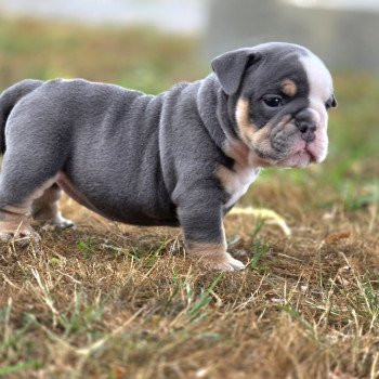 chiot New English Bulldog Bleu tricolore Killer Queen ROCK MY BULLS chiot New English Bulldog Bleu tricolore Killer Queen ROCK MY BULLS