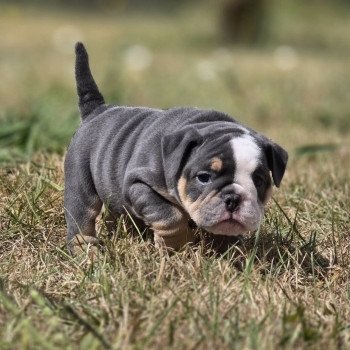 chiot New English Bulldog Bleu tricolore Killer Queen ROCK MY BULLS