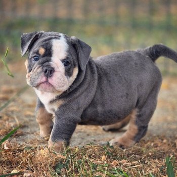 chiot New English Bulldog Bleu tricolore Killer Queen ROCK MY BULLS