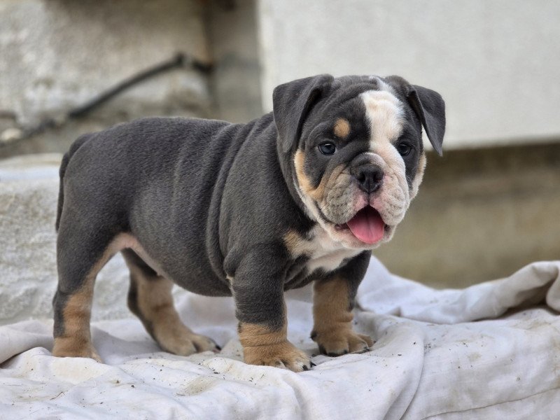 ROCK MY BULLS Killer Queen Femelle New English Bulldog