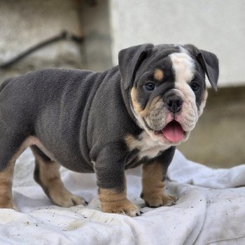 chiot New English Bulldog Bleu tricolore Killer Queen ROCK MY BULLS
