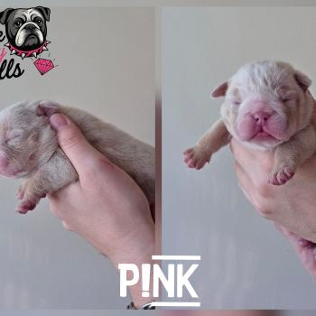 chiot New English Bulldog Lilac Merle Tan P!nk ROCK MY BULLS