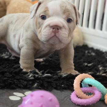 chiot New English Bulldog Lilac Merle Tan Pink ROCK MY BULLS