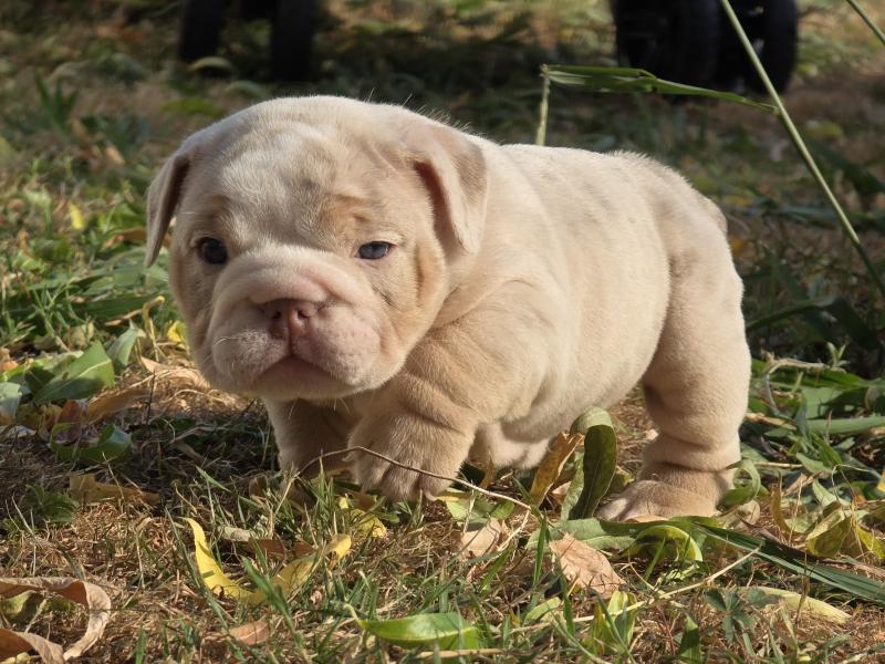 ROCK MY BULLS Pink Femelle New English Bulldog