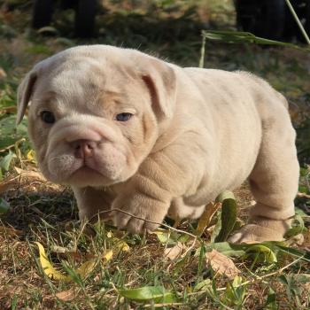 chiot New English Bulldog Lilac Merle Tan Pink ROCK MY BULLS