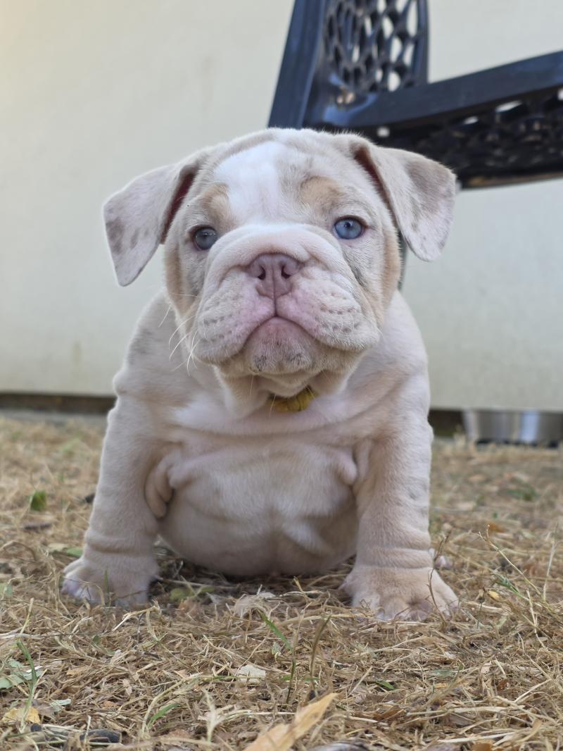 ROCK MY BULLS Pink Femelle New English Bulldog
