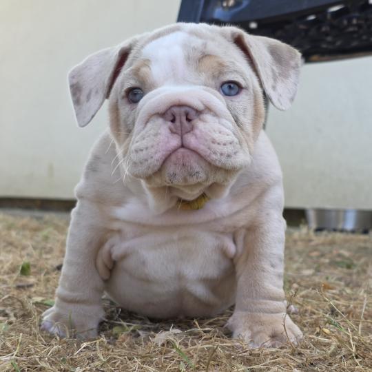 ROCK MY BULLS Pink Femelle New English Bulldog
