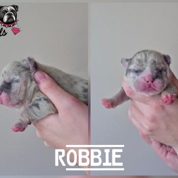 chiot New English Bulldog Bleu Merle Tan Robbie ROCK MY BULLS