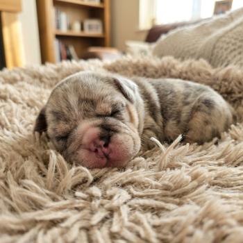 chiot New English Bulldog Bleu Merle Tan Robbie ROCK MY BULLS