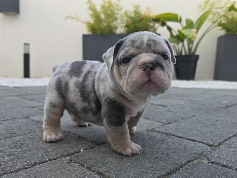 ROCK MY BULLS Robbie Mâle New English Bulldog