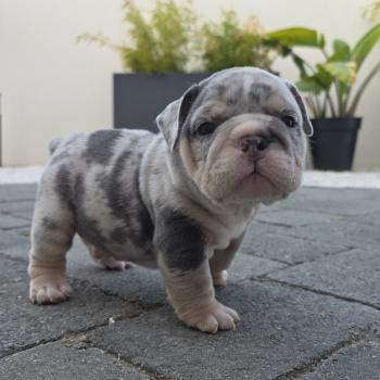 chiot New English Bulldog Bleu Merle Tan Robbie ROCK MY BULLS