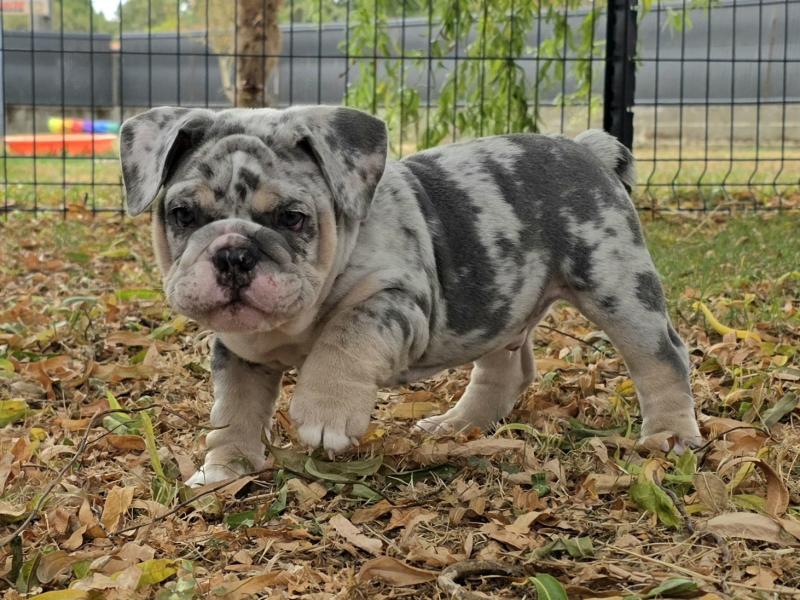 ROCK MY BULLS Robbie Mâle New English Bulldog