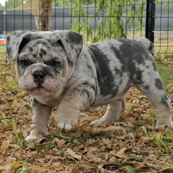 chiot New English Bulldog Bleu Merle Tan Robbie ROCK MY BULLS