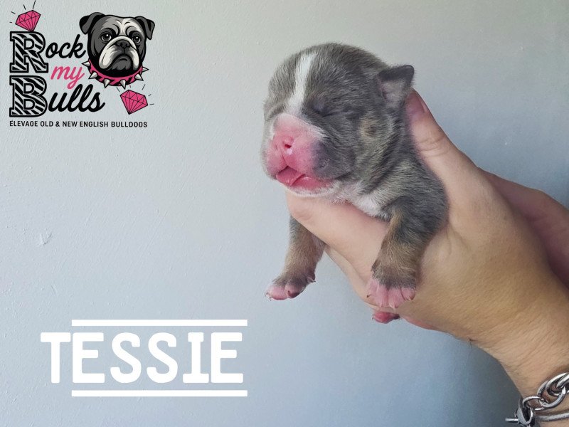 ROCK MY BULLS Tessie Femelle New English Bulldog ROCK MY BULLS Tessie Femelle New English Bulldog