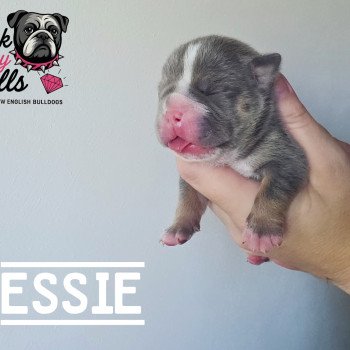 chiot New English Bulldog Bleu tricolore Tessie ROCK MY BULLS chiot New English Bulldog Bleu tricolore Tessie ROCK MY BULLS