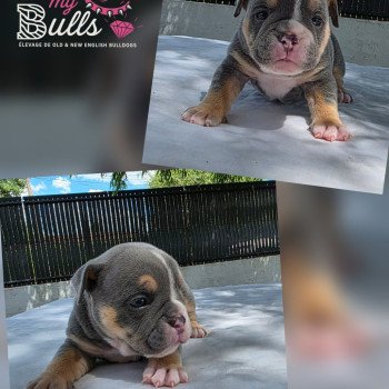 chiot New English Bulldog Bleu tricolore Tessie ROCK MY BULLS chiot New English Bulldog Bleu tricolore Tessie ROCK MY BULLS