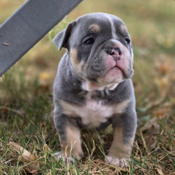 chiot New English Bulldog Bleu tricolore Tessie ROCK MY BULLS chiot New English Bulldog Bleu tricolore Tessie ROCK MY BULLS