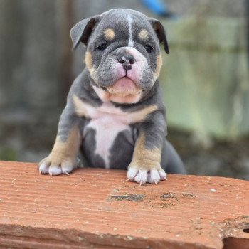 chiot New English Bulldog Bleu tricolore Tessie ROCK MY BULLS