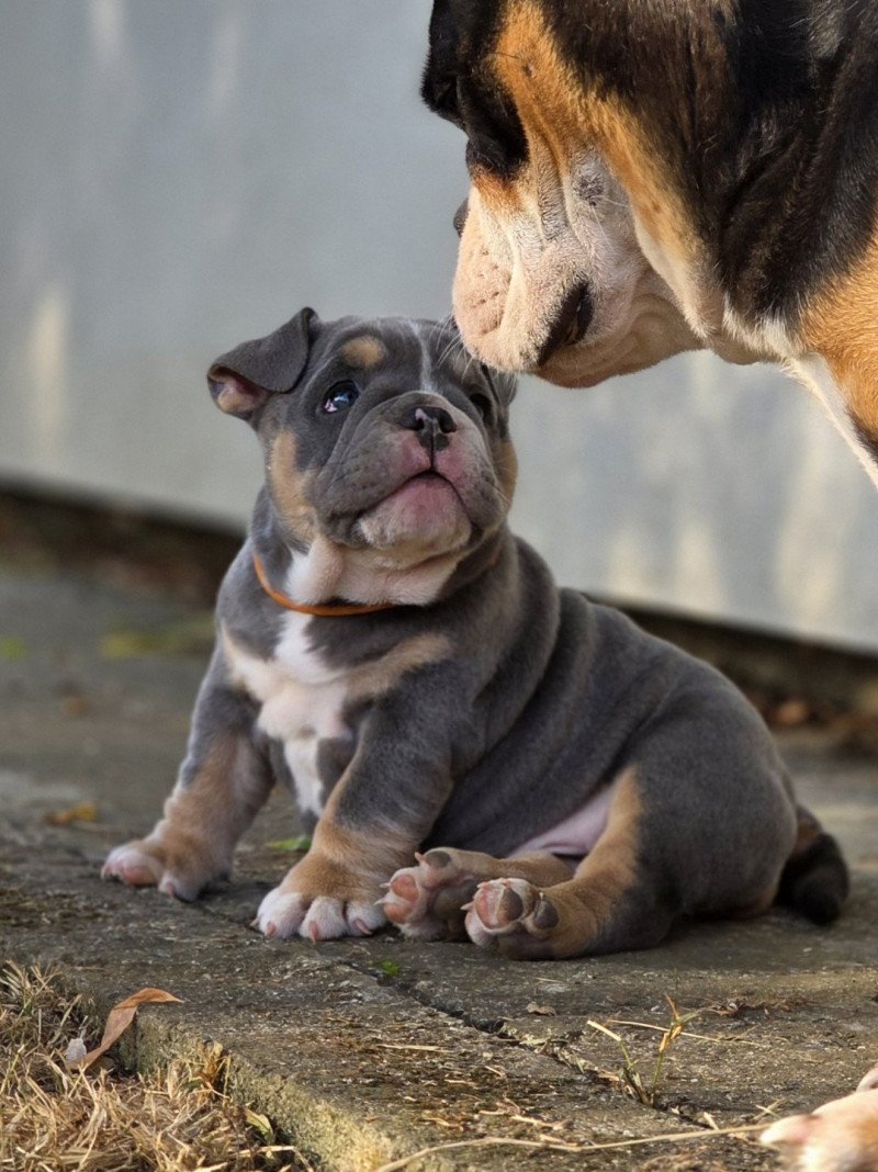 ROCK MY BULLS Tessie Femelle New English Bulldog