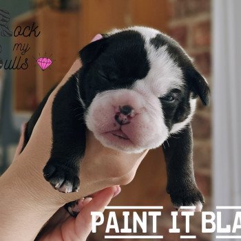 chiot New english bulldog Noir et Blanc Paint It Black ROCK MY BULLS chiot New english bulldog Noir et Blanc Paint It Black ROCK MY BULLS