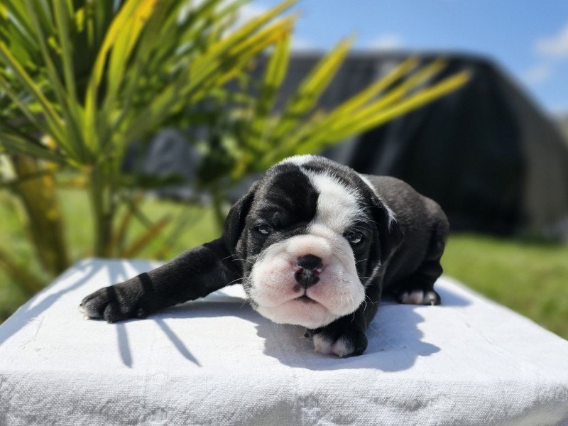 ROCK MY BULLS Paint It Black Mâle Olde English Bulldogge ROCK MY BULLS Paint It Black Mâle Olde English Bulldogge