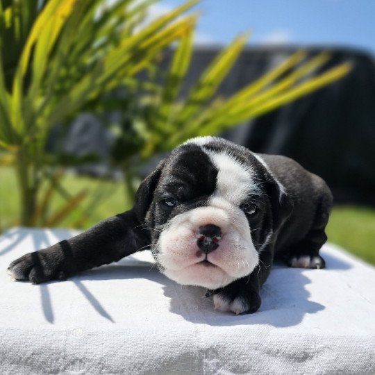 ROCK MY BULLS Paint It Black Mâle Olde English Bulldogge