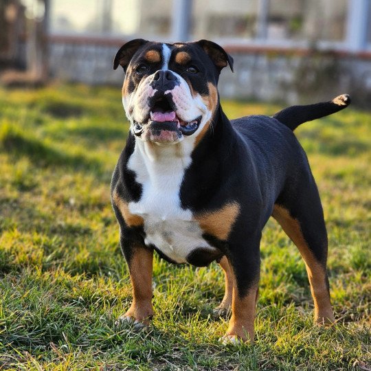 Rustine Femelle Olde English Bulldogge