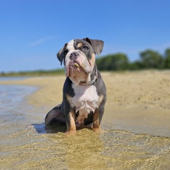 Partir en vacances avec son chien