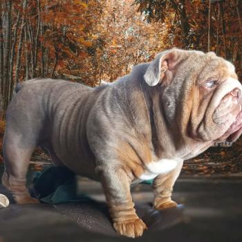 Chiot New English Bulldog Charlotte ❤ Balou 2026 ROCK MY BULLS